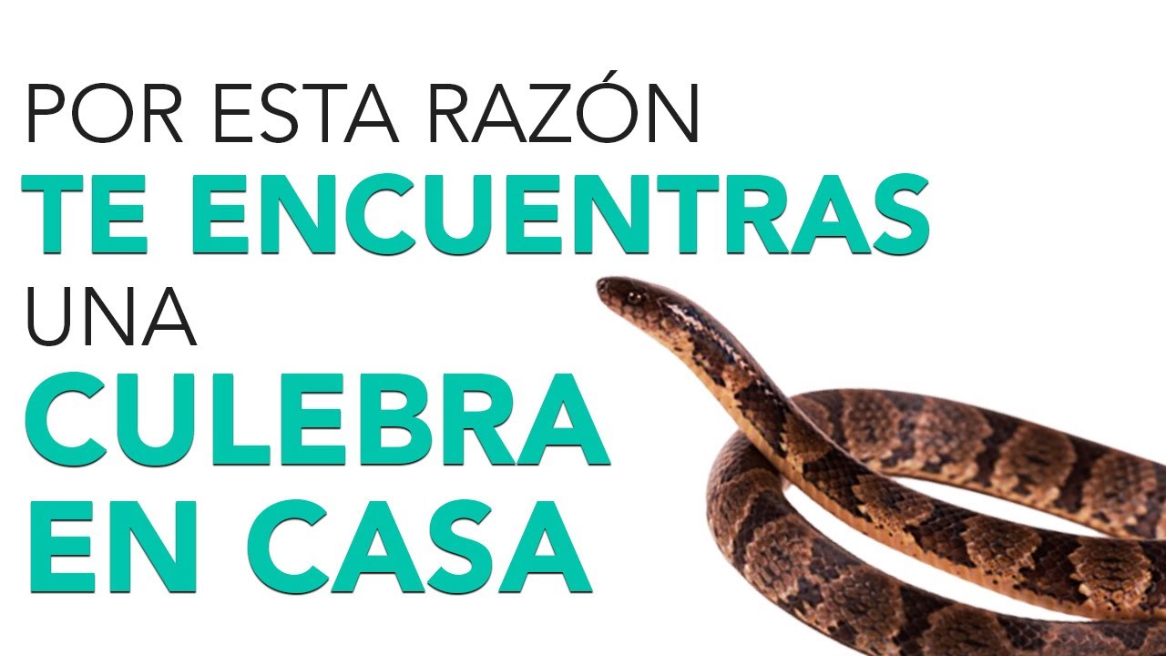 que significa encontrar una serpiente pequeña