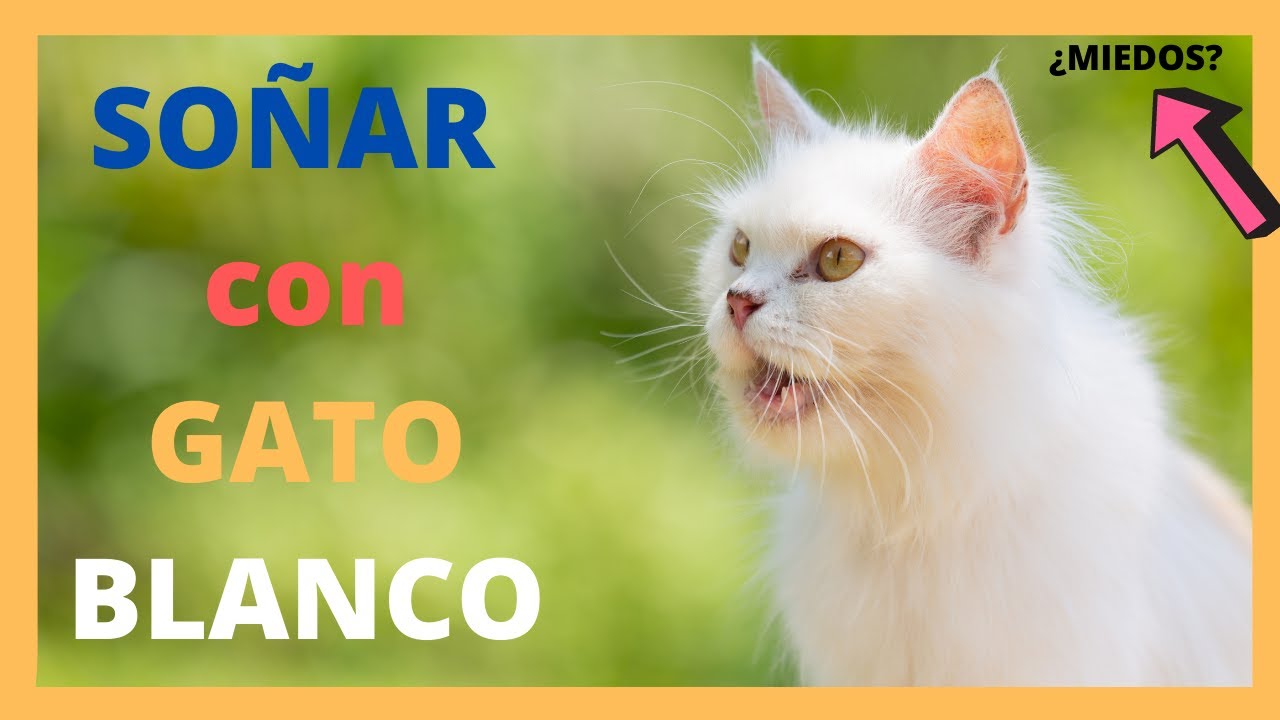 que significa soñar con gatitos blancos
