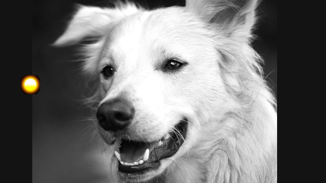 que significa soñar con un perro blanco