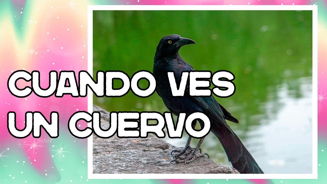 que significa ver un cuervo volando