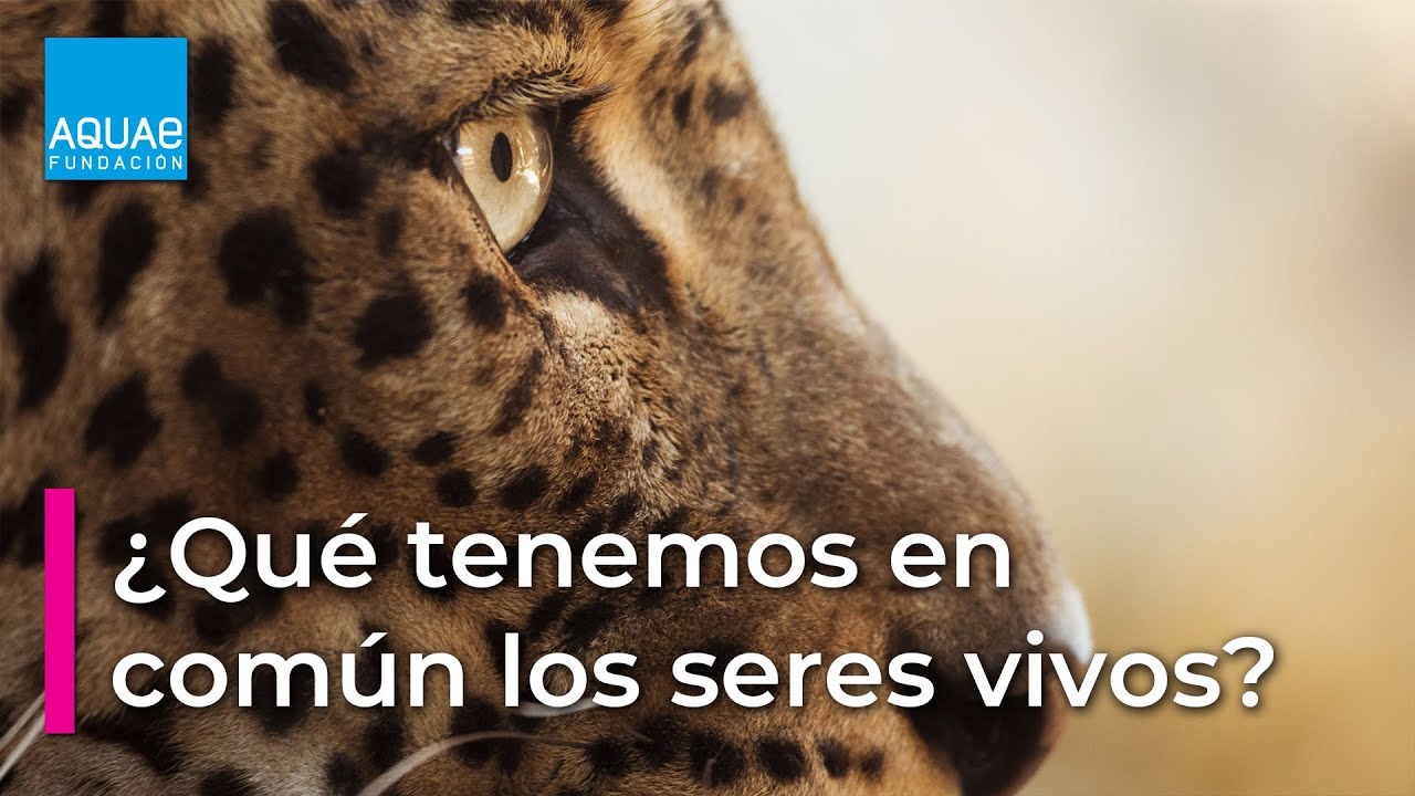 qué tienen en común todos los seres vivos