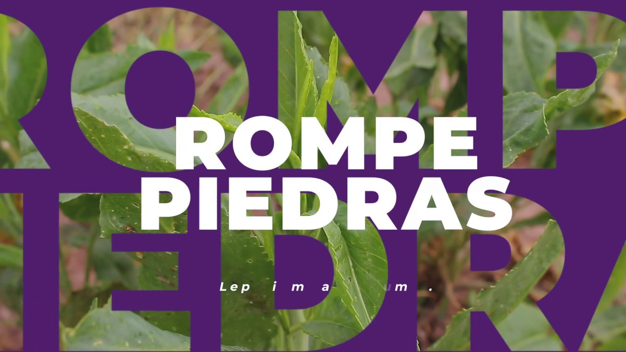 rompepiedras soria natural para que sirve