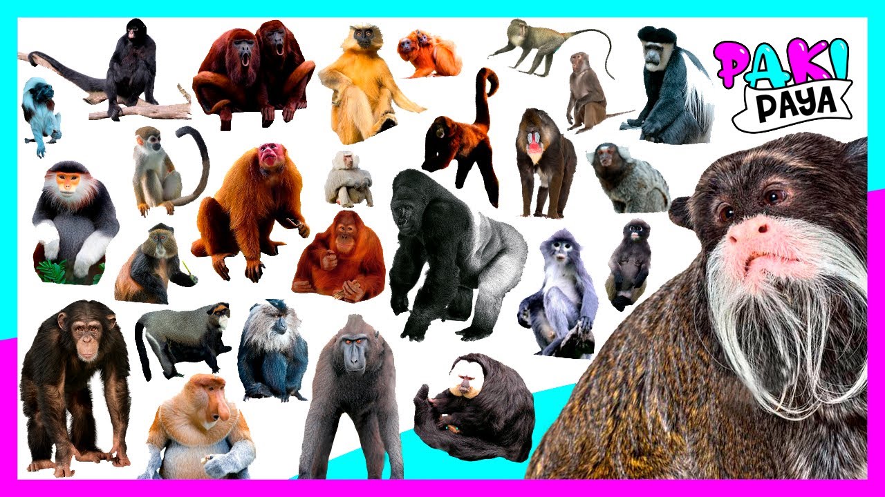 tipos de primates y sus nombres
