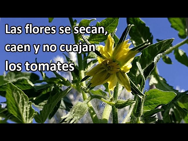 tomateras con flor pero sin tomates