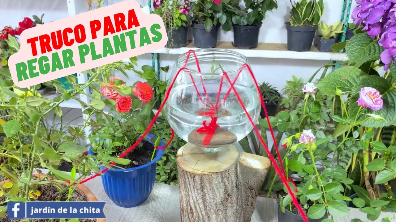 trucos para regar las plantas en vacaciones