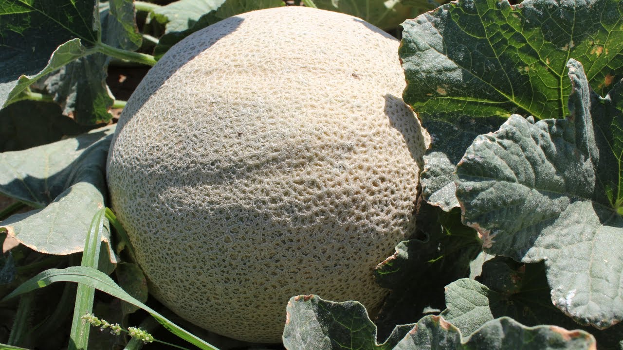 a que distancia se siembran los melones