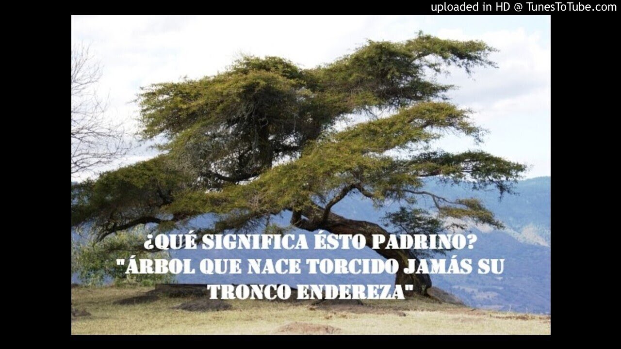 arbol que nace torcido jamas su tronco endereza su significado