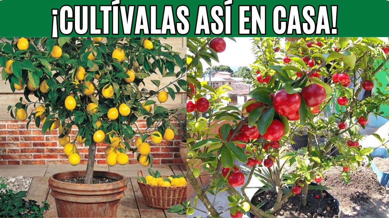 árboles frutales en maceta para terraza