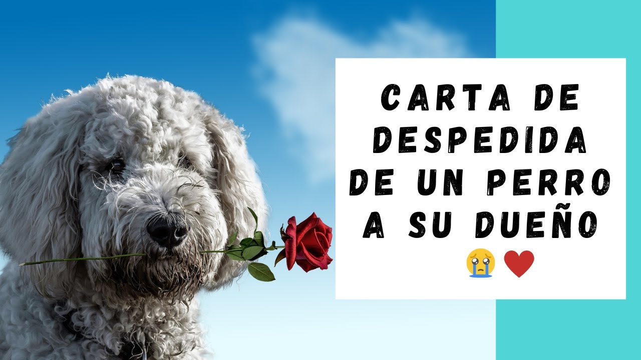 carta de despedida de un perro a su dueño
