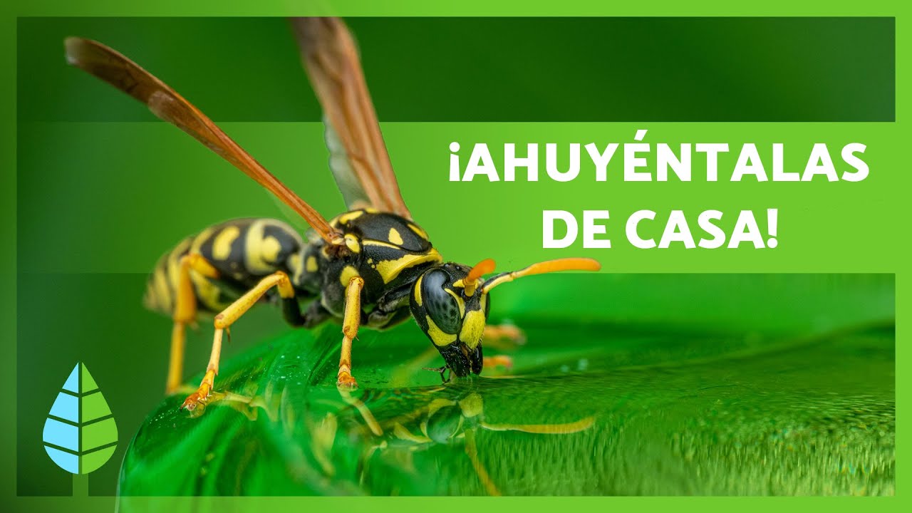 como acabar con las avispas del jardin
