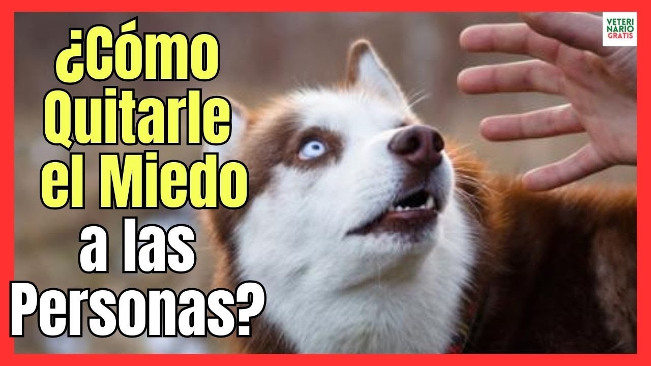 como quitar el miedo a un perro a las personas