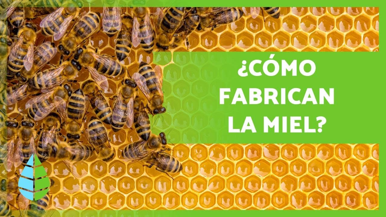 como se hace miel de abeja