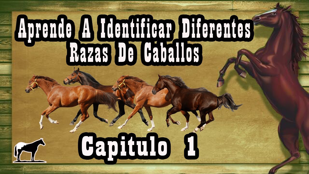 como se llama la cria del caballo
