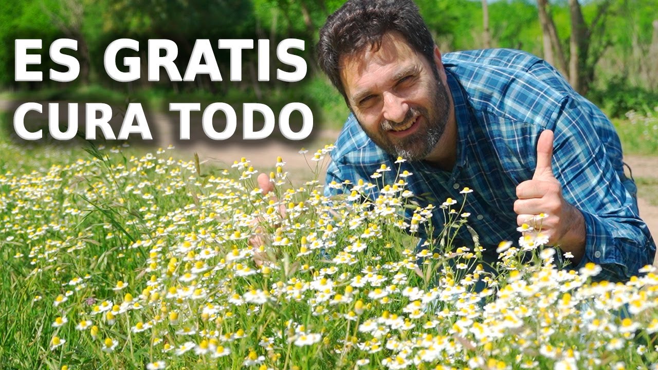 cuál es la flor de la manzanilla