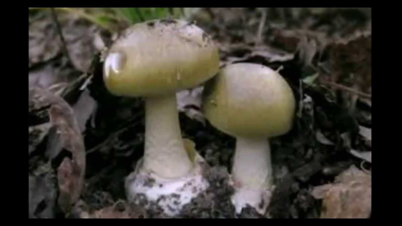 cual es la seta mas cara