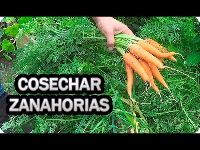 cuanto tarda en crecer las zanahorias