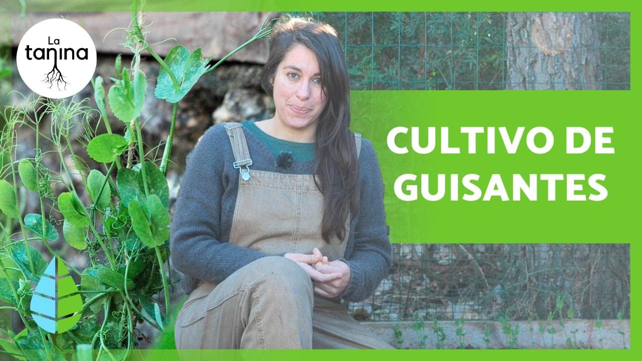 cuanto tardan en germinar los guisantes