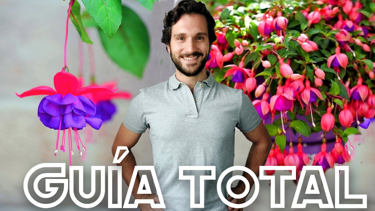 cuidados de la planta pendientes de la reina