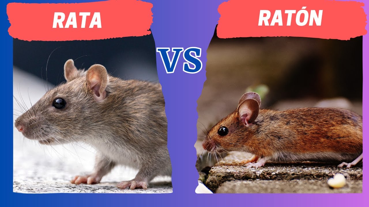 diferencia entre rata y ratón de campo