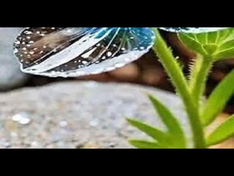 donde crece la flor de cristal