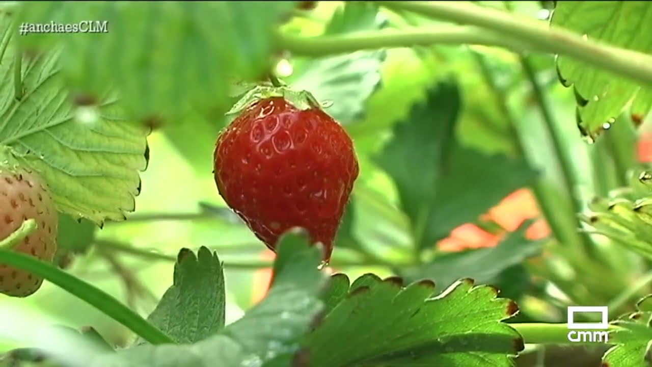 epoca de las fresas en españa