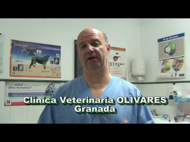 es bueno bañar a los perros en el mar