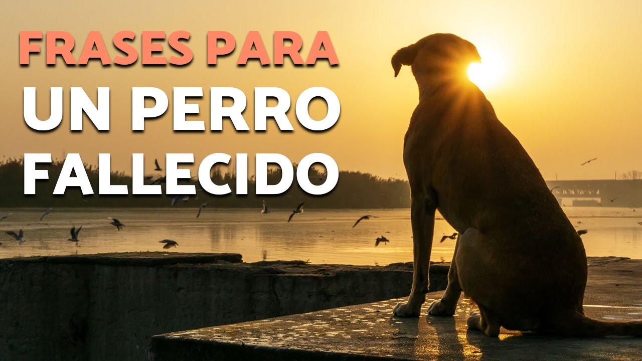 frases bonitas cuando se muere un perro