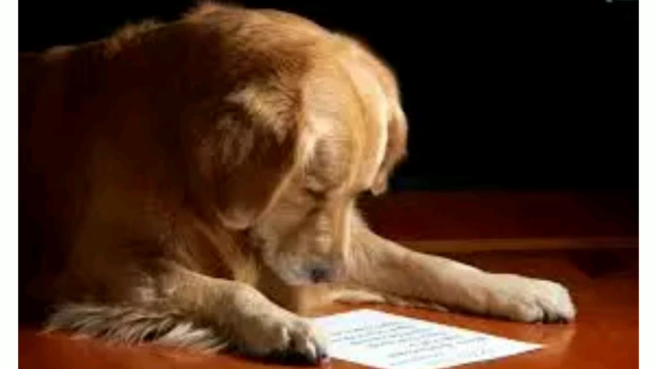 frases de amor a un perro fallecido