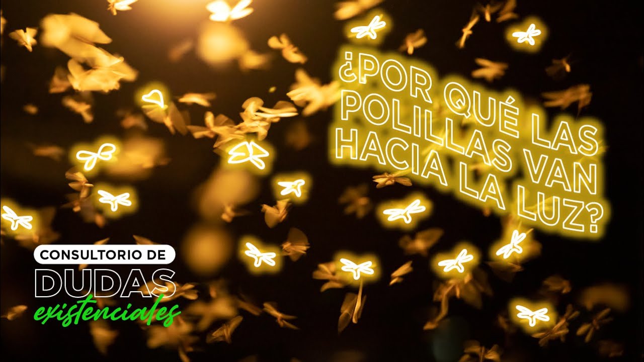 la luz atrae a las polillas