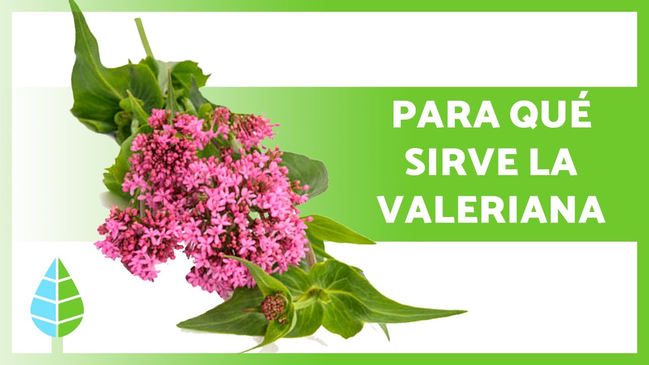 la valeriana es buena para dormir