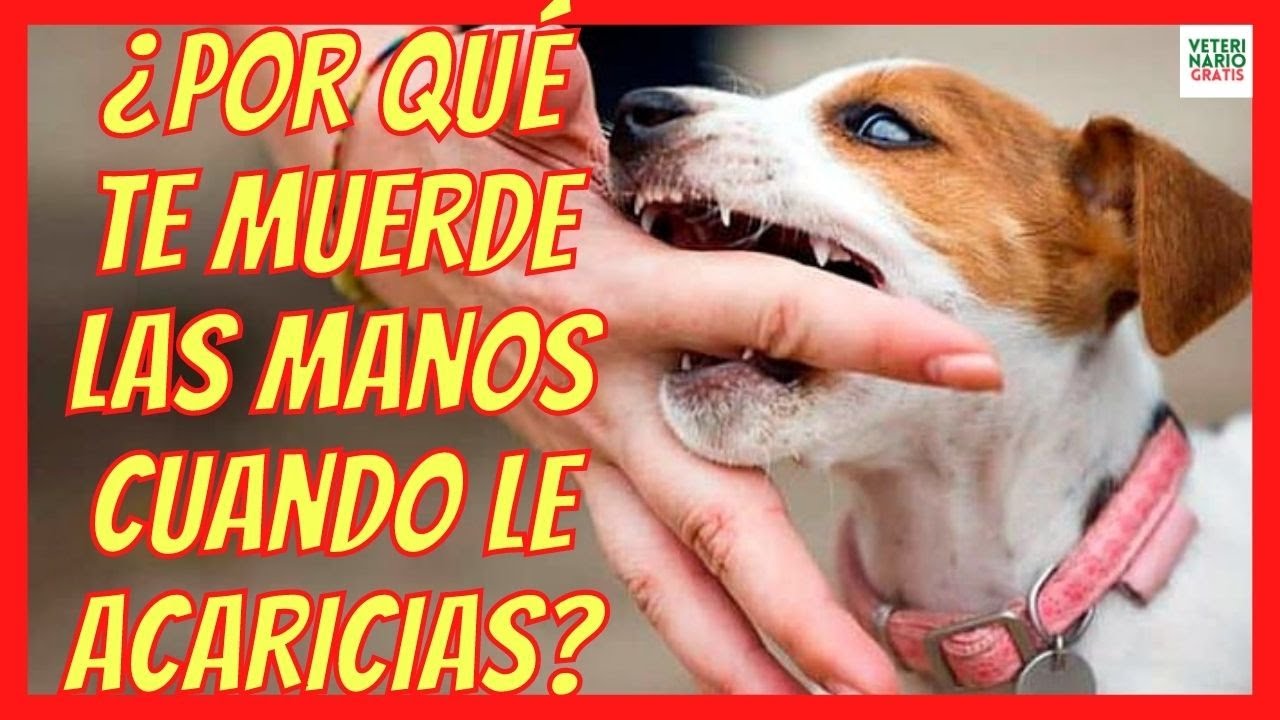 mi perro me muerde las manos