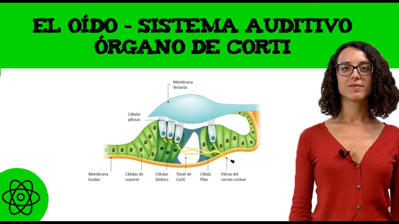órgano de corti donde se encuentra