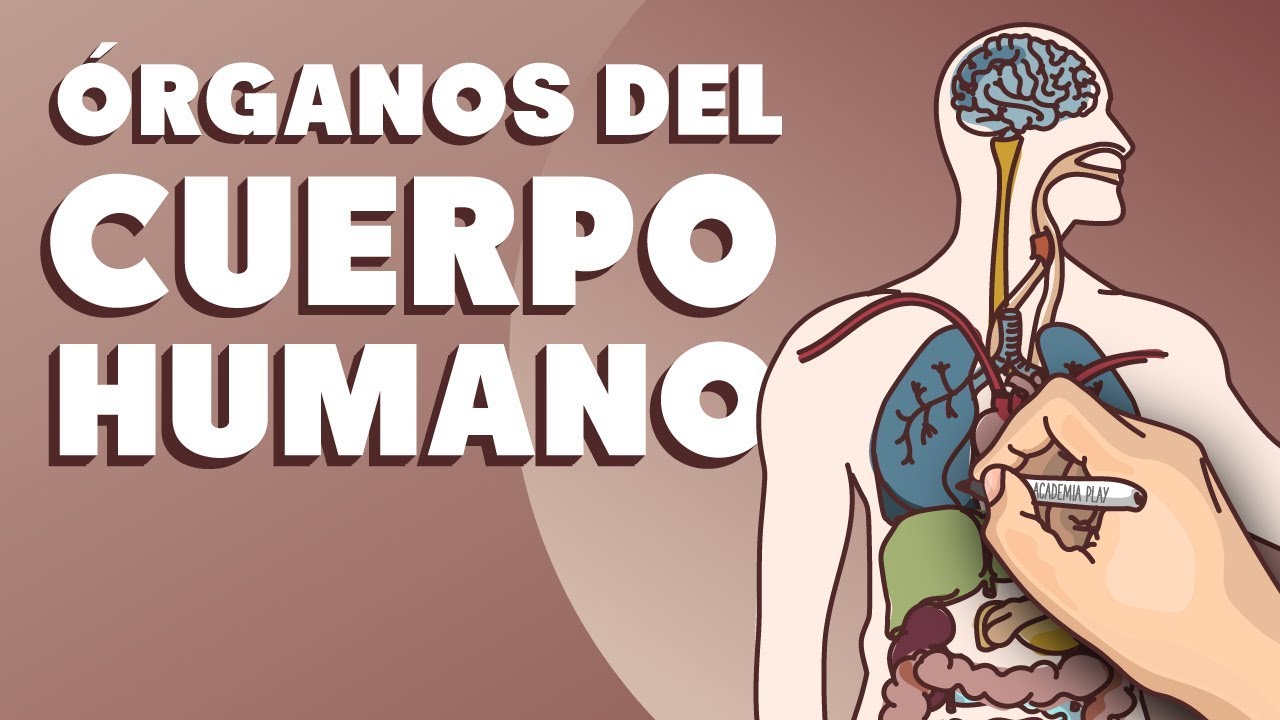 partes del cuerpo que empiezan por j