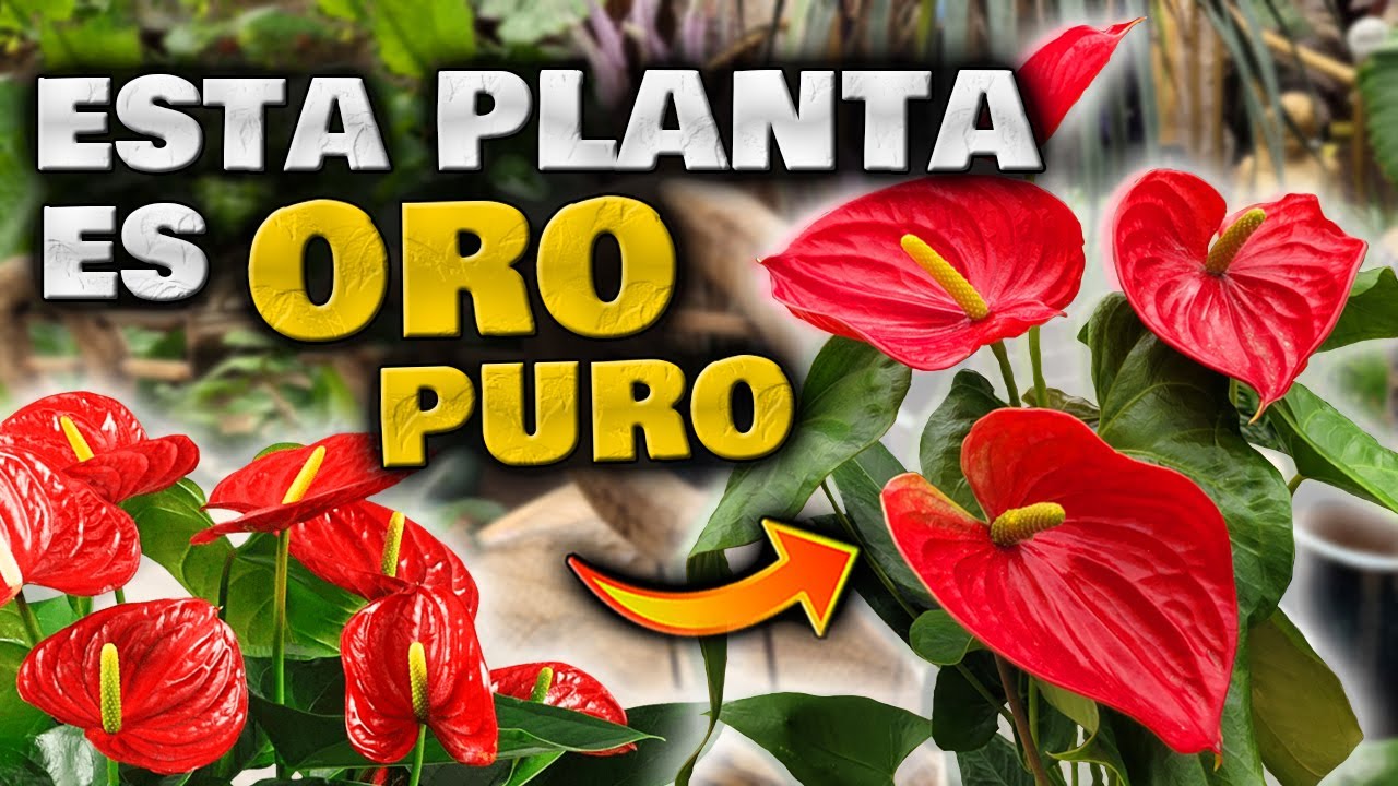 planta de flor roja anthurium cuidados