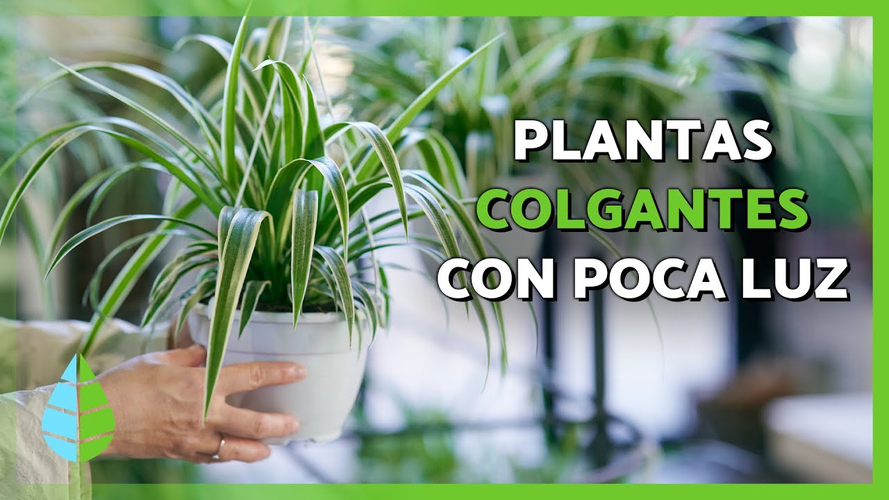 plantas de interior poca luz colgantes