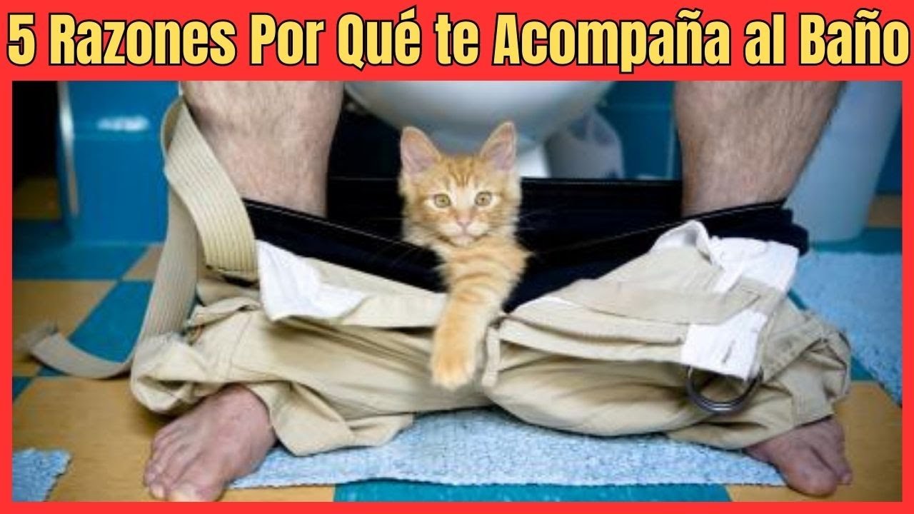 porque tu gato te acompaña al baño