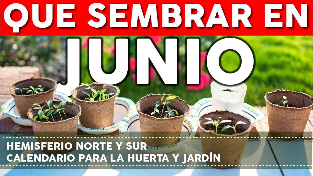 que plantar en junio en el huerto