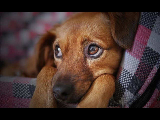 que significa soñar que mi perro se enferma