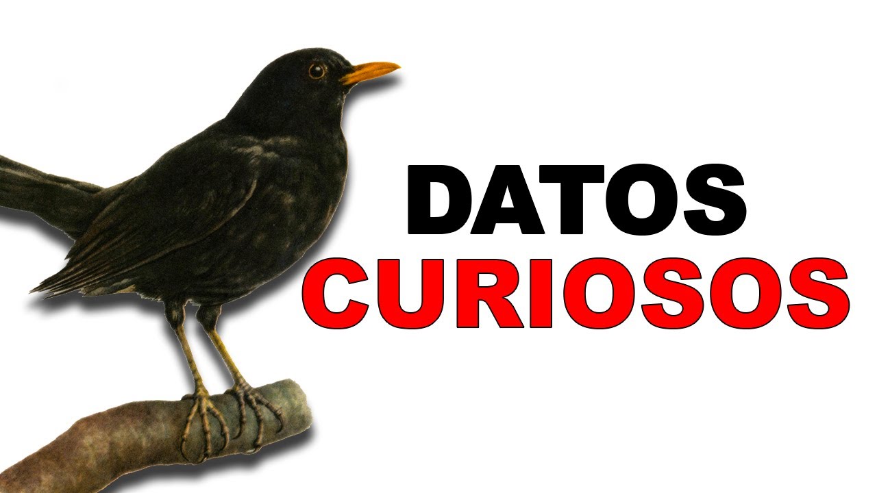 que significa ver un mirlo negro