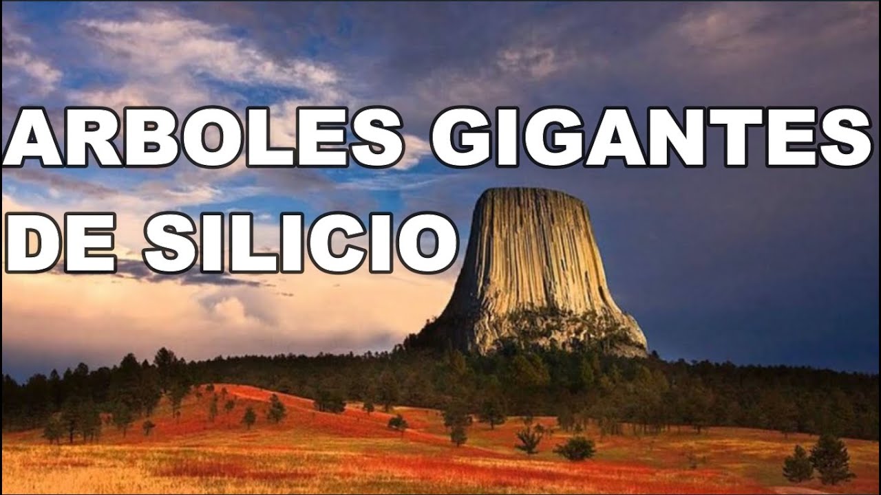 qué son los árboles de silicio