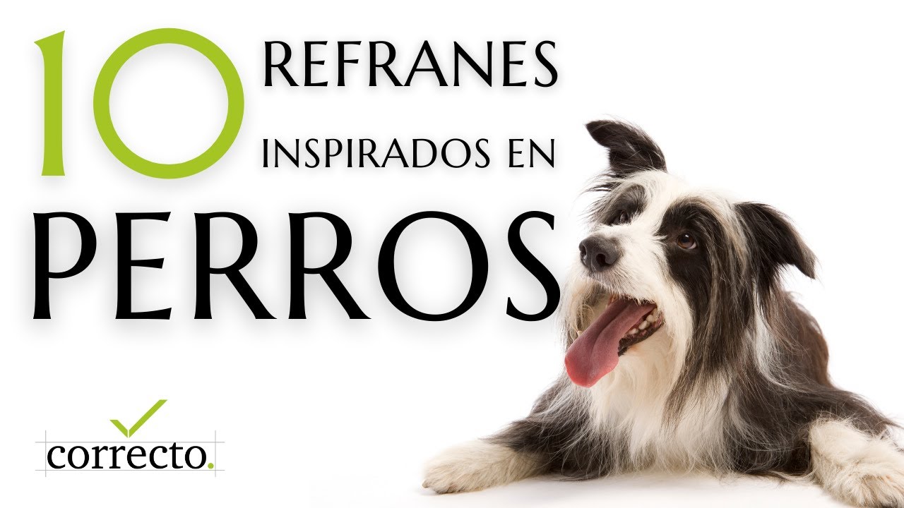 refranes de perros y su significado