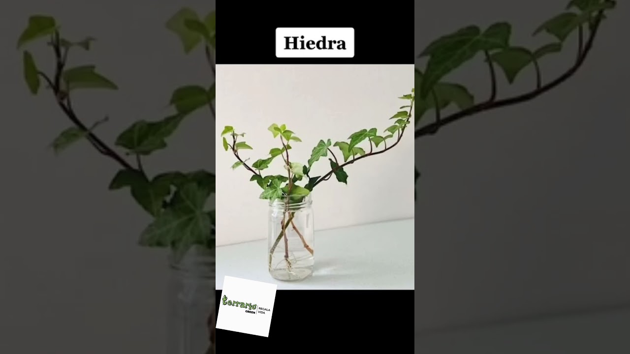 relativo a las plantas que crecen junto al agua