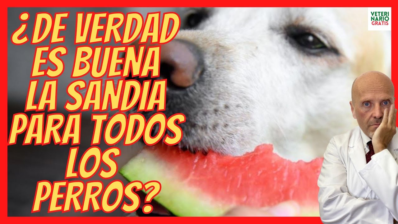 sandia es buena para los perros
