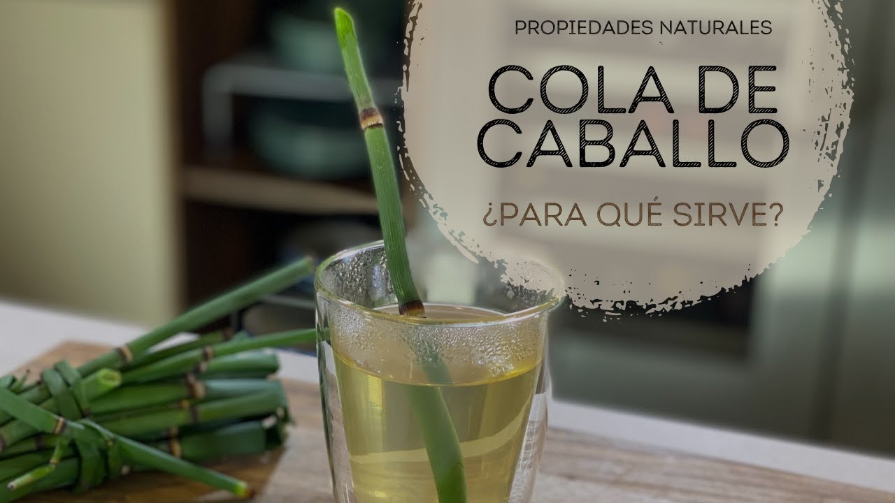 tipos de cola de caballo planta