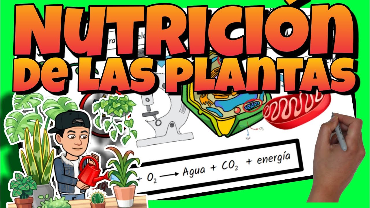 tipos de nutricion de las plantas