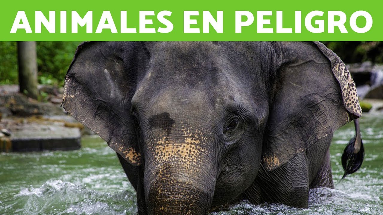 animales en peligro de extincion en asia