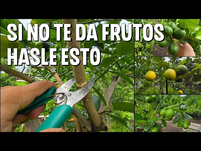 árboles sin frutos y sus nombres