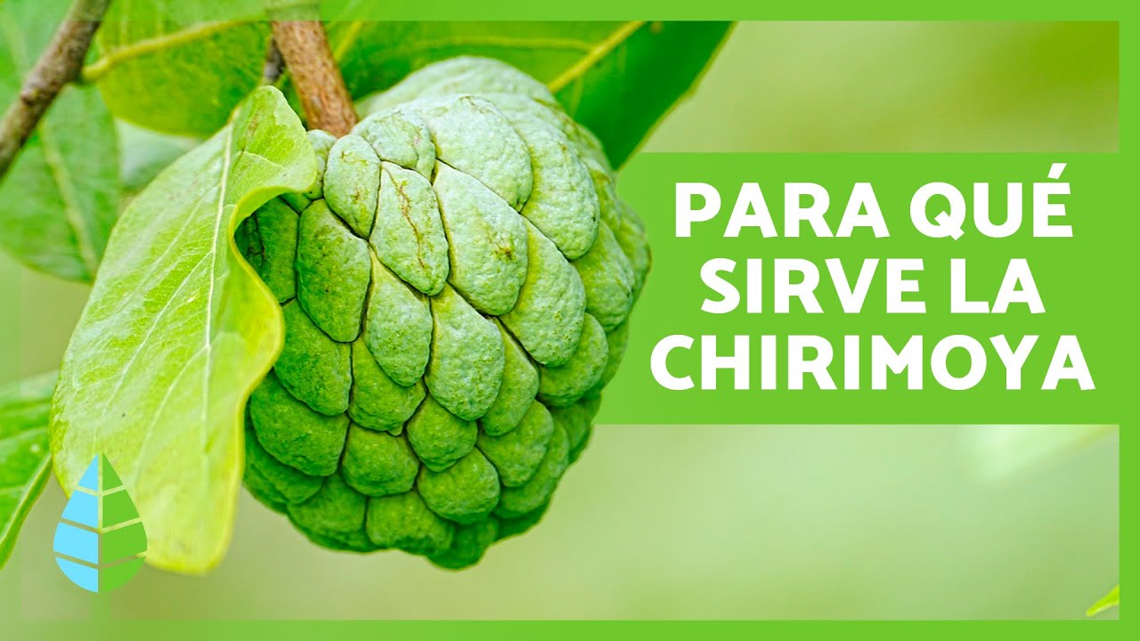 beneficio de la chirimoya para la salud