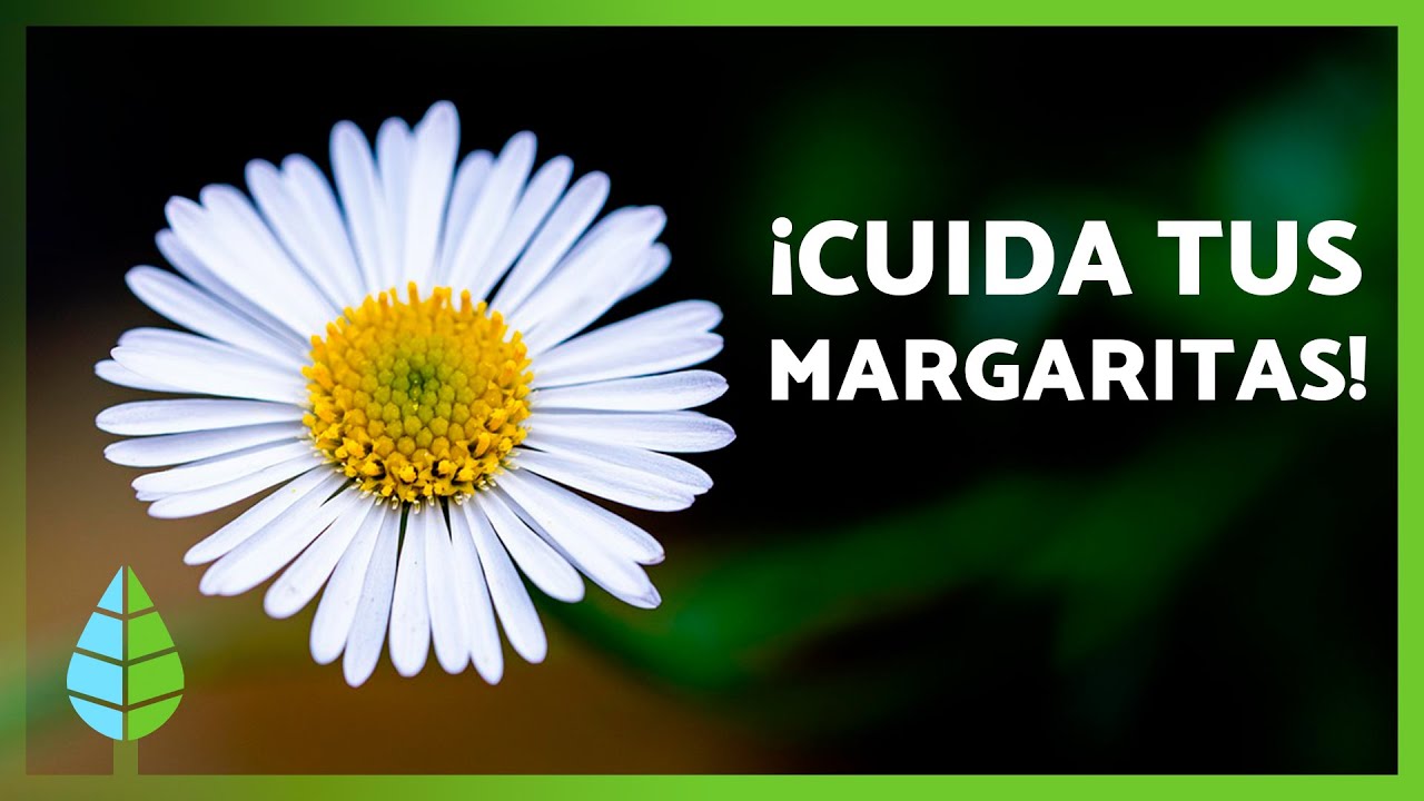 cada cuanto se riegan las margaritas