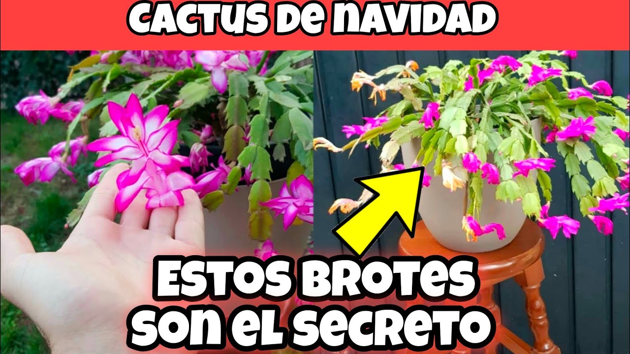 cómo cuidar el cactus de navidad